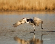 Sandhill-Crane;Crane;Grus-canadensis;Flying-bird;action;aloft;behavior;flight;fl